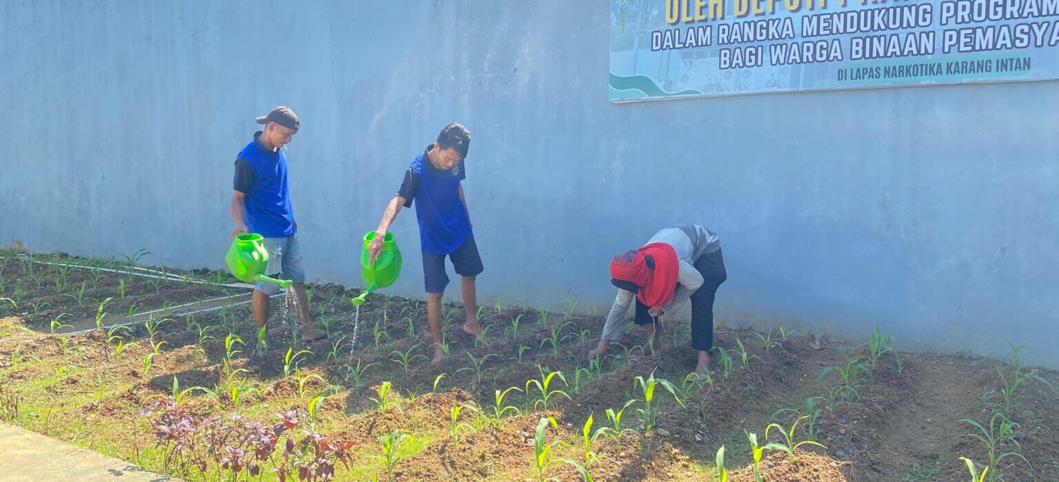 WBP Lapas Narkotika Karang Intan Rawat Tanaman Jagung, Dukung Program Akselerasi Ketahanan Pangan